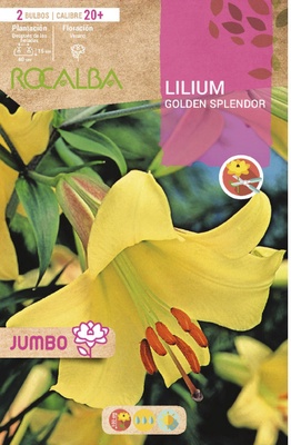 Bulbo Liliums Jumbo Golden Splendor